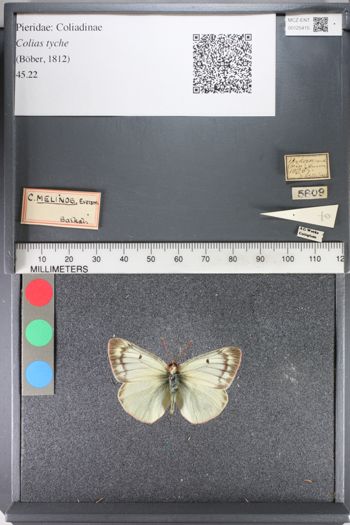 Media type: image;   Entomology 125415